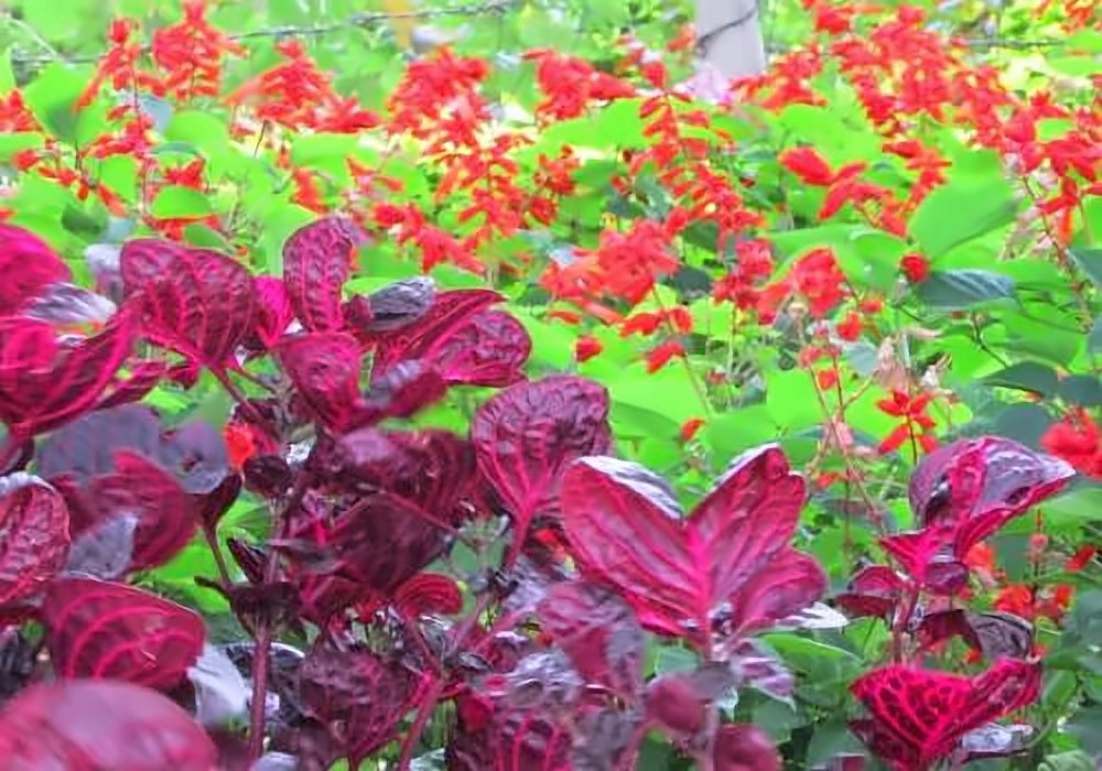 Yercaud Rose Garden, Yercaud – Best Tours and Travels in Madurai