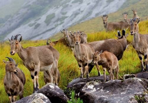 Kodaikanal Travels In Madurai