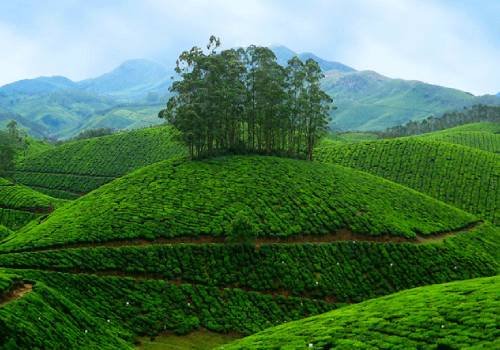 Madurai to Thekkady Cab Rental Dealer