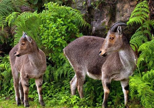 Kodaikanal Travels in Trichy