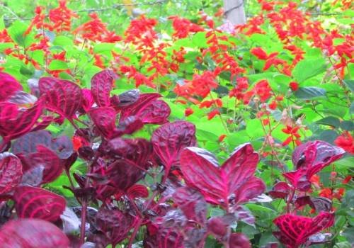 Car Rental Agency in Rameswaram